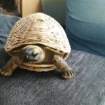 Geflochtene Schildkröte