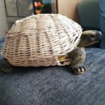 Geflochtene Schildkröte